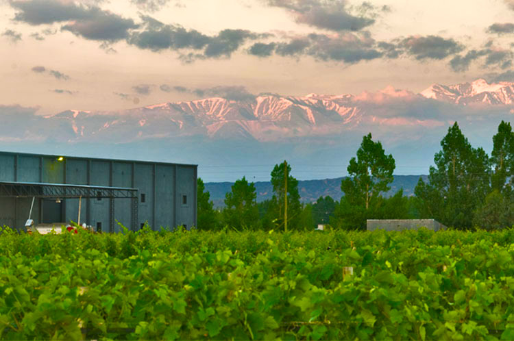 Bodega Domiciano de Barrancas