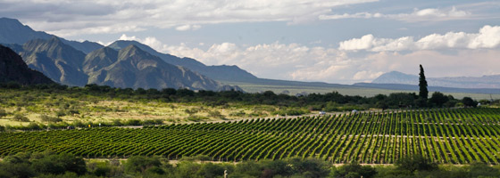 Bodega Gauchezco