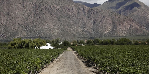 Bodega El Porvenir de Cayafate