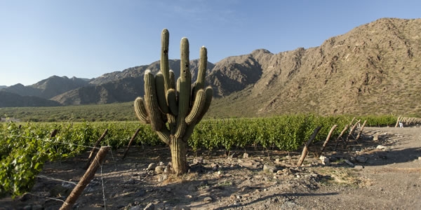 Bodega El Porvenir de Cayafate